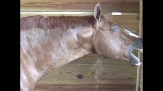 Horse Massage Withers Release Technique using the Masterson Method® [upl. by Kemp]