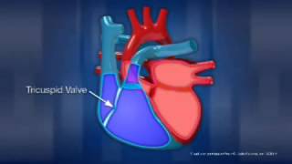 Heart Physiology [upl. by Yelehsa635]