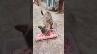 cute cat big billa  animal lovers [upl. by Ahsinik265]