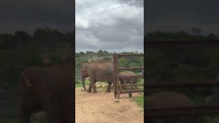 Elephant zoo safari bannerughatta animals [upl. by Krystin672]