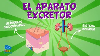 EL APARATO EXCRETOR  Videos Educativos para Niños [upl. by Yelkrab353]