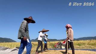 TRADITIONAL WAY OF HARVESTING PADDY LEPARADA DISTRICT BASAR🌾🌾 [upl. by Lubba]