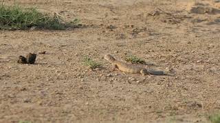 Pokhran Rajasthan a hidden treasure of some of the most fabulous wilderness in India [upl. by Atekan]