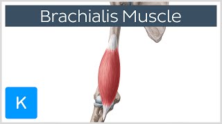 Brachialis Muscle Anatomy Overview  Human Anatomy  Kenhub [upl. by Adilem]