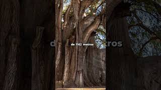 El Árbol Más Grueso Del Mundo short curiosidades [upl. by Gudrun196]