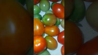 3 November 2024 Cherry 🍒 tomato tarraes garden 😋 ♥ Subscribe [upl. by Kirchner]