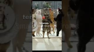 Anuncios PERTURBADORES de gatos que no conocías 🙀 [upl. by Ardnaeel86]