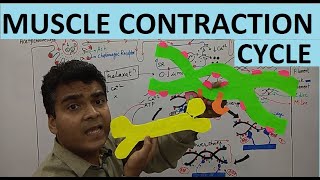 Muscle Tissue Part 4  Muscle Contraction Cycle  Actin Power Stroke Sliding Filament theory [upl. by Llenor]