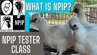 Poultry Tester Certification Class Start To Finish NPIP class What Is NPIP Learn Poultry Diseases [upl. by Dej]