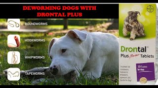 Deworming Dogs With Drontal Plus [upl. by Clarie965]