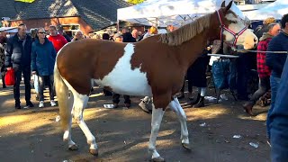 Pferdemarkt ZUIDLAREN Paardenmarkt in Holland NL 17102023 Teil 2 [upl. by Yllib]