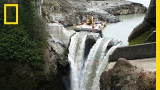 After Largest Dam Removal in US History This River Is Thriving  National Geographic [upl. by Esyned]