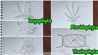 classification of plants bryophyta pteridophyta Thallophyta Divisions [upl. by Nibroc867]