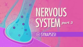 The Nervous System Part 3  Synapses Crash Course Anatomy amp Physiology 10 [upl. by Ericksen931]