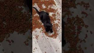 Feral Kitten Hoards Piles Of Food [upl. by Xavler]