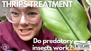 Thrips treatment  do predatory mites work ft Entocarenl  Plant with Roos [upl. by Nsaj]