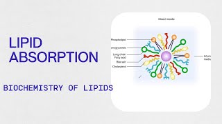 Biochemistry  Lipid Absorption [upl. by Aivuy]