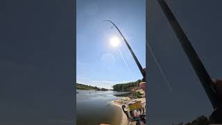 Пляжні Секрети судаків shorts fishing vorotniak [upl. by Tik]