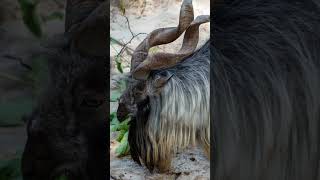 Wild Wonders Do Markhor eat Snakes shorts animals [upl. by Aneerehs]