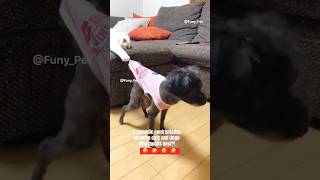 A comedic confrontation between cats and dogs Who laughs best funny catlover cats doges cat [upl. by Husain]