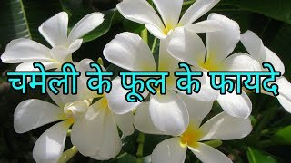 चमेली के फूल के फायदे और उपयोगjasmine flower benefitschameli ke phool ke fayde [upl. by Stauffer]