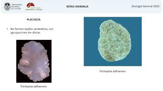 Origen de los Metazoos Mesozoa Placozoa y Porifera [upl. by Mcgean667]