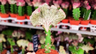 Euphorbia Lactea Cristata Care  Coral Cactus Care Crested Elkhorn [upl. by Sharity]