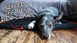 My Dog Ripped off His Dewclaw [upl. by Darci]