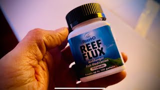 Reef Flux Dose to kill Chrysos and Bryopsis [upl. by Hannibal586]