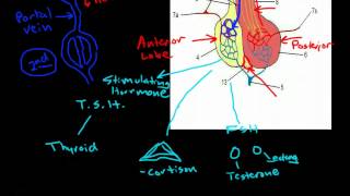 Hypothalamus amp Pituitary Physiology [upl. by Dazhahs576]