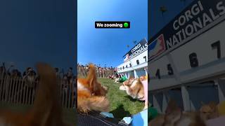 Corgi racing could be our new YouTube rabbit hole 😍 Insta360 corgi dograce funny shorts fyp [upl. by Winna870]