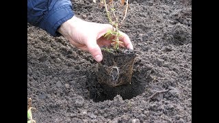 Planter une vivace [upl. by Ahsinna910]