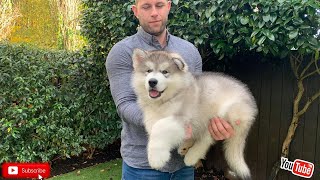 Malamute Puppy Training Teddy Is Learning Fast [upl. by Salomie]