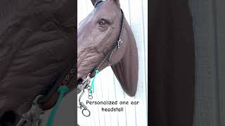 Personalized one ear lined headstall horsetack personalizedgifts customtack [upl. by Asi]