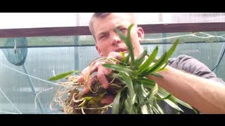 How to grow Cryptocoryne Spiralis Crypt Spiralis is an Easy beginner Crypt [upl. by Nolyaj]