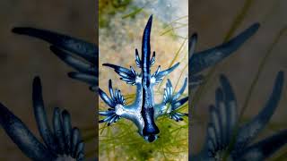 GLAUCUS ATLANTICUS  The Blue Dragon [upl. by Lobell919]