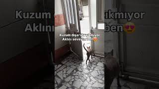 Kapıya kadar izin alabilmiş 😻 cat kedisesi kedi catlovers catlover 🎥eminenindunyasi42 [upl. by Wolliw678]