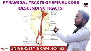 Descending Tracts of Spinal Cord  Pyramidal Tracts CNS Physiology [upl. by Antonin]