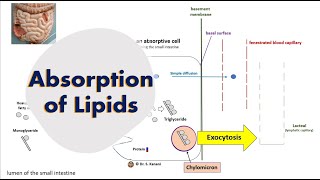 Absorption of Lipids [upl. by Anad]