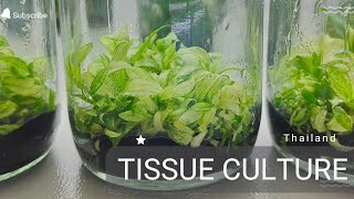 Ep2 Tissue Culture Thailand Sale Plants Monstera Philodendron Syngonium Alocasia Thefirstplant [upl. by Daryl]