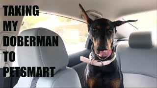 TAKING MY DOBERMAN TO PETSMART [upl. by Sivaj594]