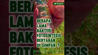 Berapa Lama Bakteri Fotosintesis PSB Bisa Bertahan Disimpan  PSB photosynthetic bacteria [upl. by Nivar967]