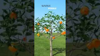 Inside A Orange Fruit  Quantum World  scipuz  shorts science [upl. by Bornstein784]