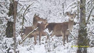 Abruzzo come in una fiaba i cervi nel bosco innevato [upl. by Wamsley]