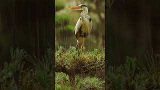 Crane Bird in the Strom cranebirds [upl. by Glenine]