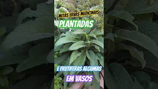 Muitas ervas medicinais plantadas e frutíferas e algumas em vasos [upl. by Mariya]