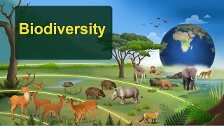 Biodiversity Explained  NCERT Chapter Overview  Importance amp Conservation [upl. by Ermeena]