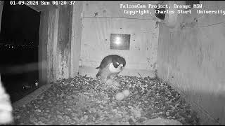 FalconCam 2024 09 01 pale passerine prey at night still alive [upl. by Yr726]