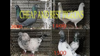 GOOD CHEAP PIGEONS FOR SALE IN HYDERABAD [upl. by Groos]