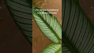 Variety plants Calathea varieties my garden plants shorts Gardening [upl. by Danelle]